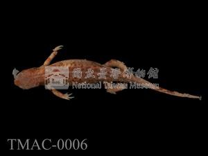 紅腹蠑螈藏品圖，第5張