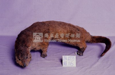 水獺藏品圖，第3張