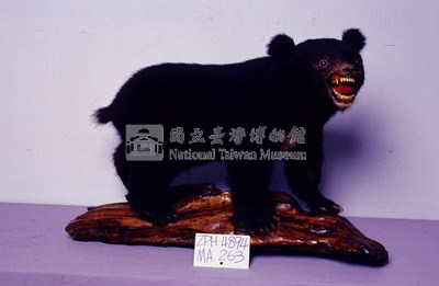 臺灣黑熊藏品圖，第3張