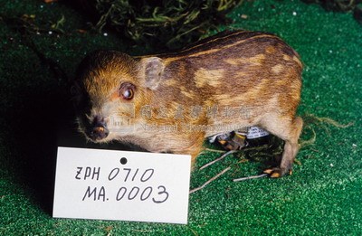 Formosan Wild Boar Collection Image, Figure 6, Total 19 Figures