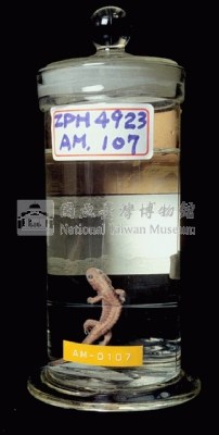 費氏小鯢藏品圖，第5張