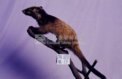 Foemosan Gem-faced Civet Collection Image, Figure 2, Total 12 Figures