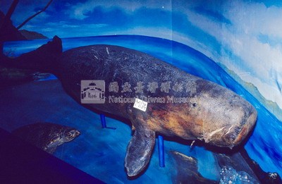 儒艮藏品圖，第3張