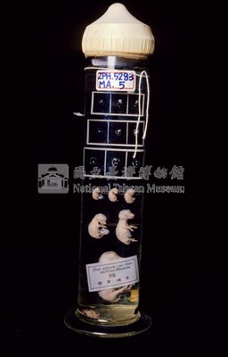 豚(家豬)(發生過程)藏品圖，第2張