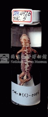 大理石蠑螈藏品圖，第5張