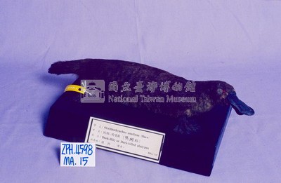 鴨嘴獸藏品圖，第2張