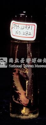 紅腹蠑螈藏品圖，第5張