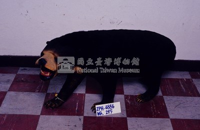 馬來黑熊藏品圖，第4張