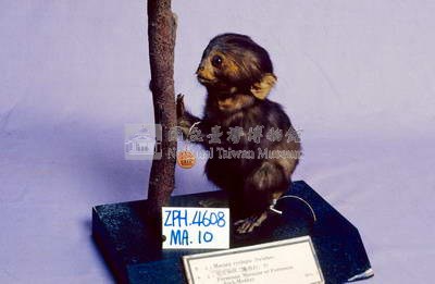 Formosan Rock-monkey Collection Image, Figure 2, Total 15 Figures