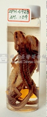 蠑螈類藏品圖，第6張