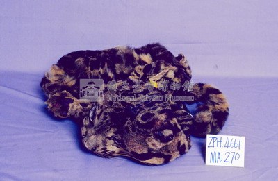 印尼雲豹藏品圖，第2張