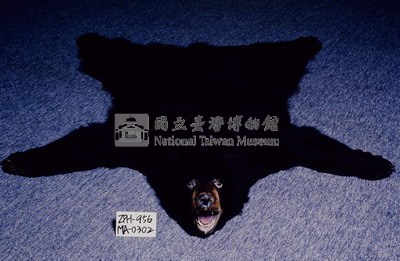 美洲黑熊皮藏品圖，第2張