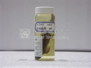 臺灣纓口鰍藏品圖，第1張