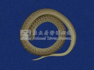 Taiwan Leopard Snake Collection Image, Figure 5, Total 10 Figures