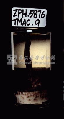斑泥螈藏品圖，第5張