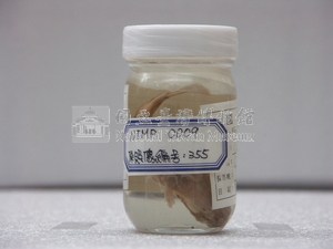 阿部單棘躄魚藏品圖，第1張