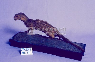 Crab-eating Mongoose Collection Image, Figure 2, Total 13 Figures