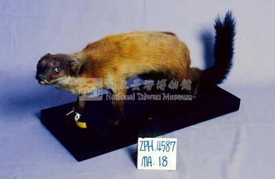 黃喉貂藏品圖，第2張