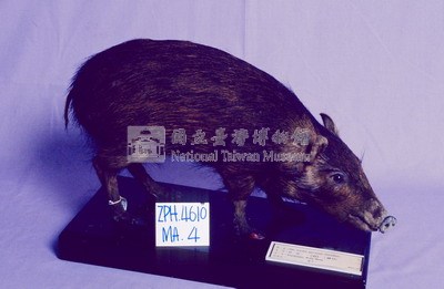 Formosan Wild Boar Collection Image, Figure 2, Total 16 Figures