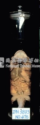 大鯢(娃娃魚)藏品圖，第2張