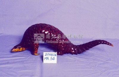 臺灣鯪鯉藏品圖，第2張
