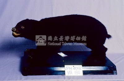 臺灣黑熊藏品圖，第2張