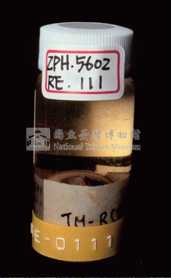 麗紋石龍子藏品圖，第4張
