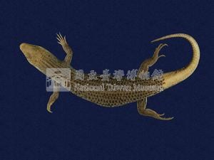 中國石龍子臺灣亞種藏品圖，第5張
