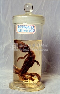 鱷魚藏品圖，第2張