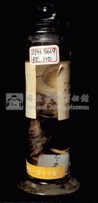 Swinhoe’s tree lizard Collection Image, Figure 3, Total 11 Figures