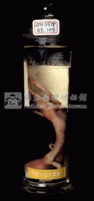 中國石龍子臺灣亞種藏品圖，第4張
