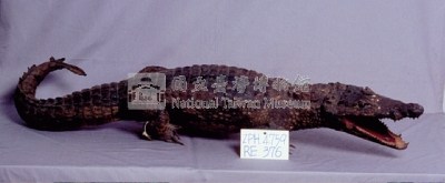 眼鏡凱門鱷藏品圖，第3張
