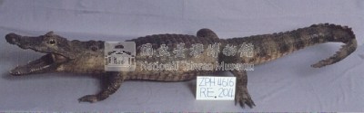 眼鏡凱門鱷藏品圖，第3張