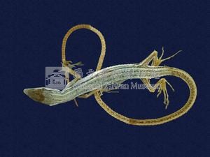 Green Spotted Grass Lizard Collection Image, Figure 3, Total 8 Figures
