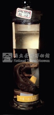 中國石龍子臺灣亞種藏品圖，第3張