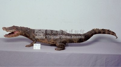 眼鏡凱門鱷藏品圖，第4張