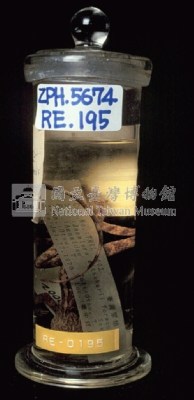 斯文豪氏攀蜥藏品圖，第3張