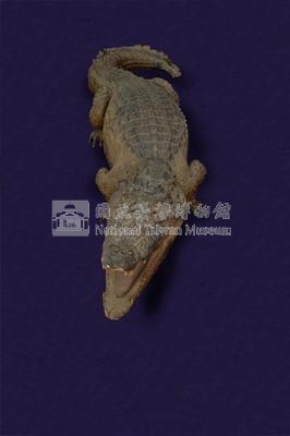Spectacled caiman Collection Image, Figure 3, Total 12 Figures