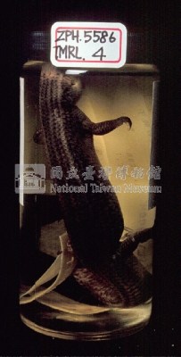中國石龍子臺灣亞種藏品圖，第5張