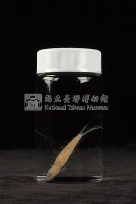 小骨鰧藏品圖，第3張