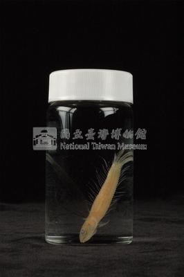 小骨鰧藏品圖，第3張