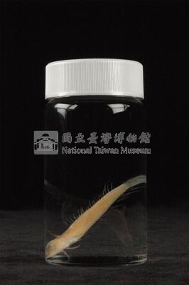小骨鰧藏品圖，第3張
