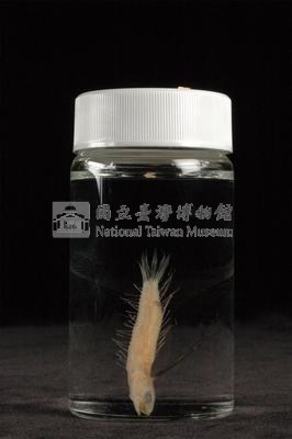 小骨鰧藏品圖，第3張