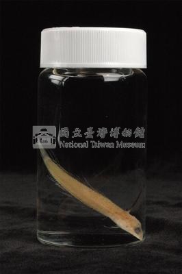 小骨鰧藏品圖，第3張