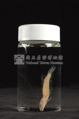 小骨鰧藏品圖，第3張