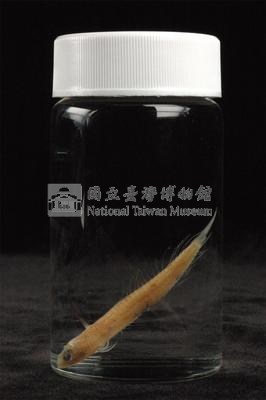 小骨鰧藏品圖，第3張