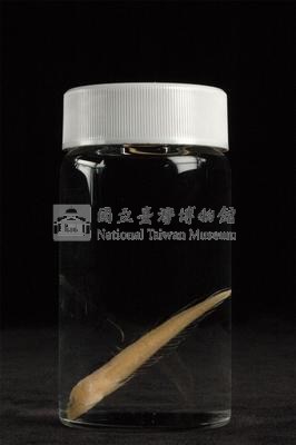 小骨鰧藏品圖，第3張