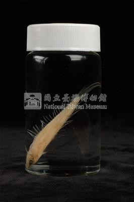 小骨鰧藏品圖，第3張