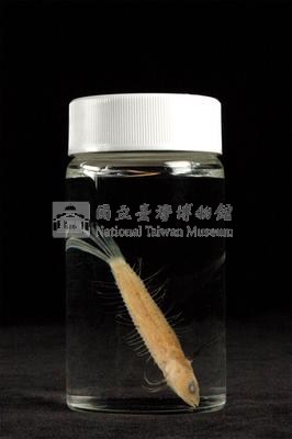 小骨鰧藏品圖，第3張