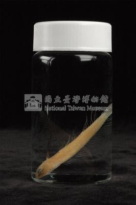 小骨鰧藏品圖，第3張